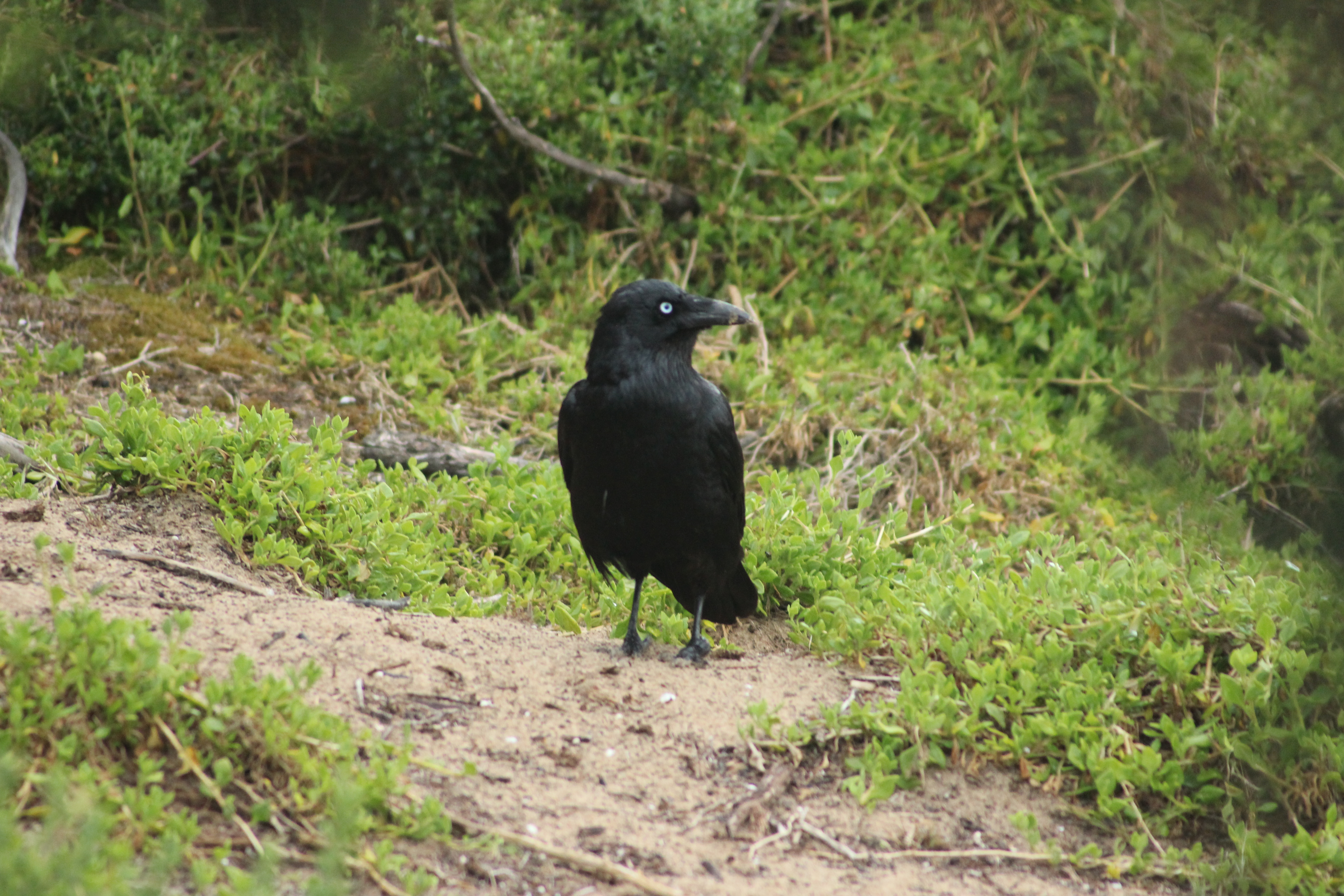 Blackbird