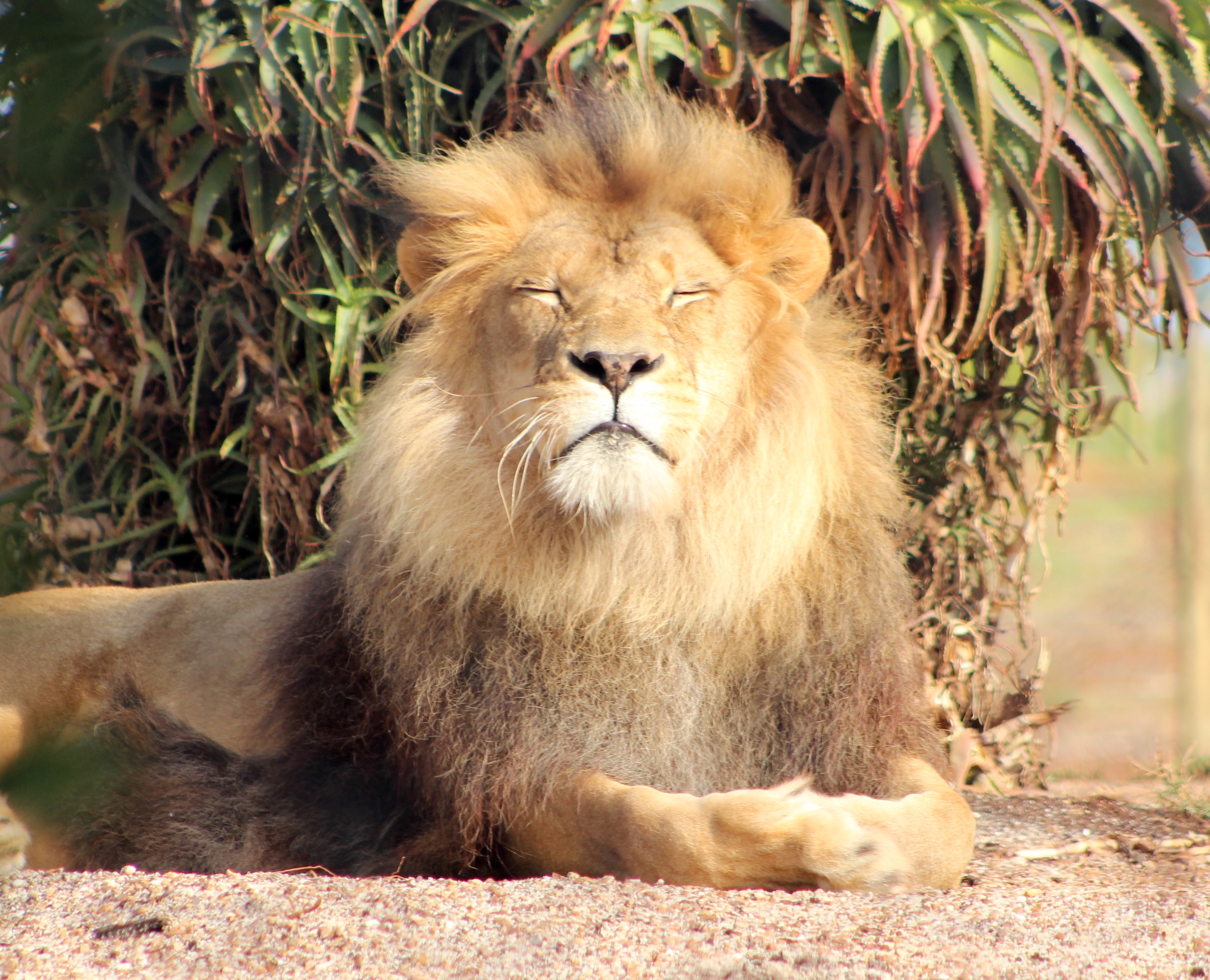 Lion