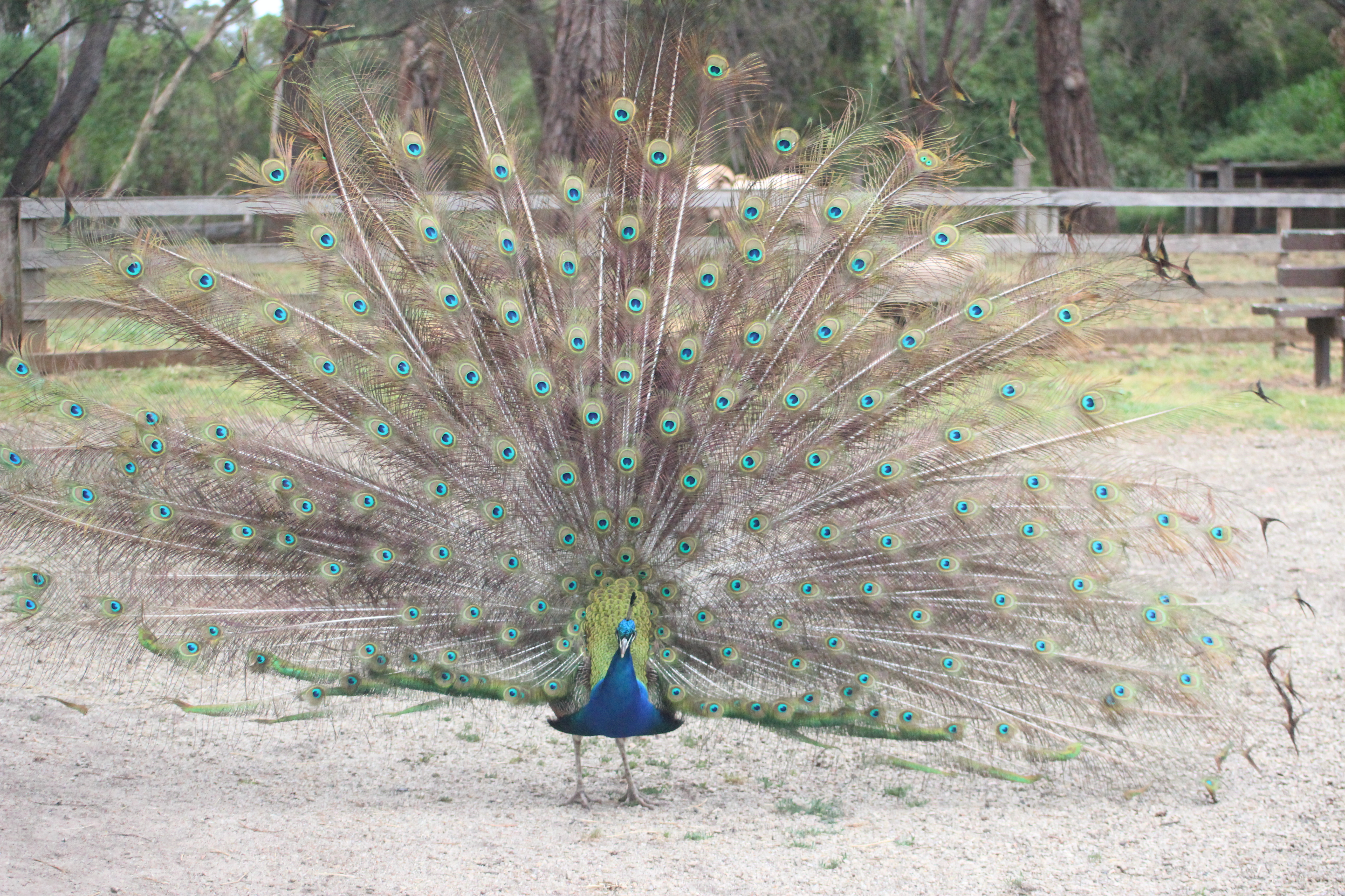 Peacock